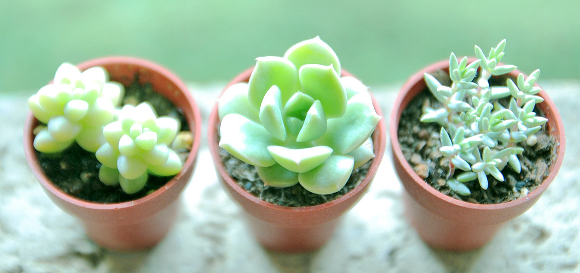 那須塩原市本町 内科 外科 胃腸内科 内視鏡内科 肛門外科